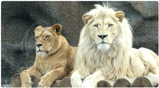 Screenshot 2022-07-07 at 09-47-05 ��� (����� ��������).png